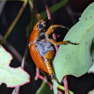 Anoplognathus porosus at Lions Youth Haven - Westwood Farm A.C.T. - 13 Jan 2023