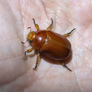 Anoplognathus porosus at Lions Youth Haven - Westwood Farm A.C.T. - 13 Jan 2023