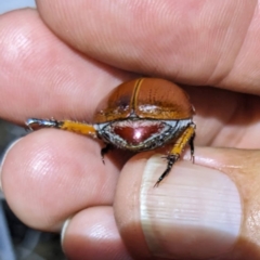 Anoplognathus porosus at Lions Youth Haven - Westwood Farm A.C.T. - 13 Jan 2023