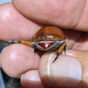 Anoplognathus porosus at Lions Youth Haven - Westwood Farm A.C.T. - 13 Jan 2023