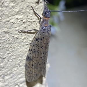 Archichauliodes (Riekochauliodes) guttiferus at Numeralla, NSW - suppressed