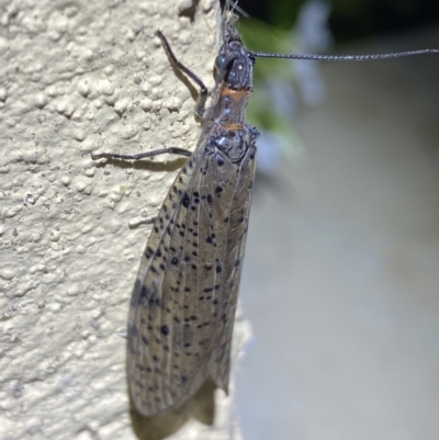 Archichauliodes (Riekochauliodes) guttiferus (Dobsonfly or Fishfly) at Numeralla, NSW - 31 Dec 2022 by SteveBorkowskis
