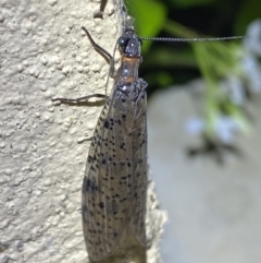 Archichauliodes (Riekochauliodes) guttiferus at Numeralla, NSW - suppressed