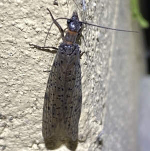 Archichauliodes (Riekochauliodes) guttiferus at Numeralla, NSW - suppressed