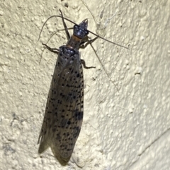 Archichauliodes (Riekochauliodes) guttiferus at Numeralla, NSW - 31 Dec 2022