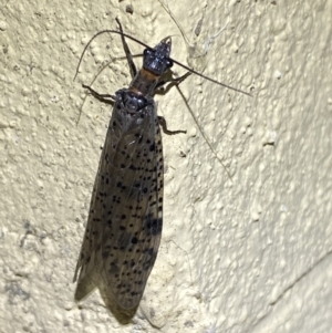 Archichauliodes (Riekochauliodes) guttiferus at Numeralla, NSW - suppressed