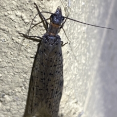 Archichauliodes (Riekochauliodes) guttiferus at Numeralla, NSW - suppressed