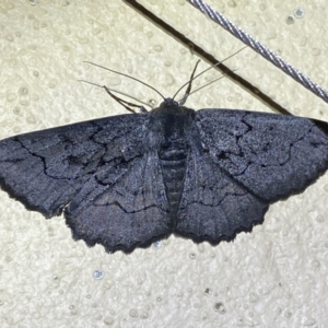 Melanodes anthracitaria at Numeralla, NSW - 31 Dec 2022