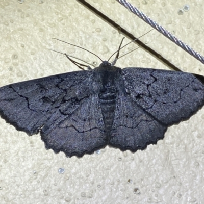 Melanodes anthracitaria (Black Geometrid) at Numeralla, NSW - 31 Dec 2022 by Steve_Bok