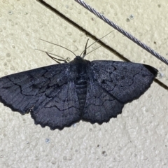 Melanodes anthracitaria at Numeralla, NSW - 31 Dec 2022