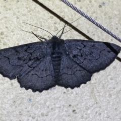 Melanodes anthracitaria at Numeralla, NSW - 31 Dec 2022