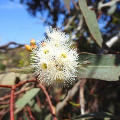Eucalyptus melliodora (Yellow Box) at Stromlo, ACT - 14 Jan 2023 by HelenCross
