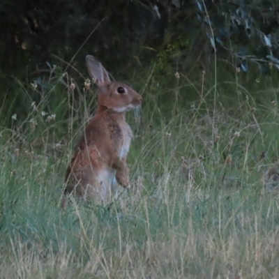 Oryctolagus cuniculus (European Rabbit) at Hume, ACT - 14 Jan 2023 by RodDeb