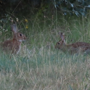 Oryctolagus cuniculus at Hume, ACT - 14 Jan 2023