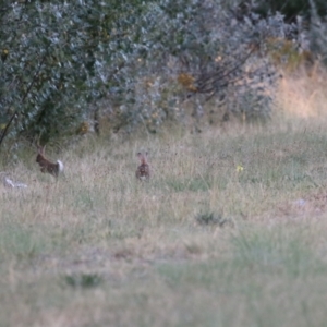 Oryctolagus cuniculus at Hume, ACT - 14 Jan 2023