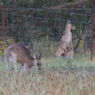 Macropus giganteus (Eastern Grey Kangaroo) at Hume, ACT - 14 Jan 2023 by RodDeb