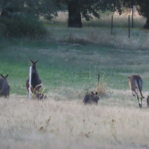 Macropus giganteus at Hume, ACT - 14 Jan 2023