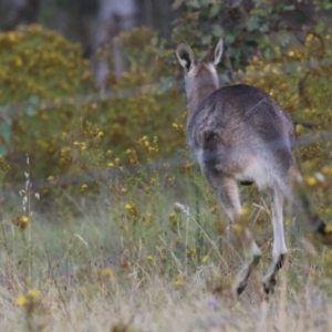 Macropus giganteus at Hume, ACT - 14 Jan 2023