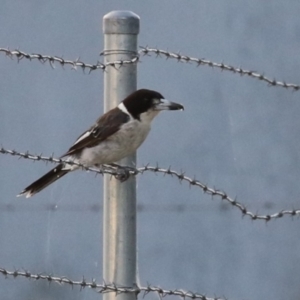 Cracticus torquatus at Hume, ACT - 14 Jan 2023