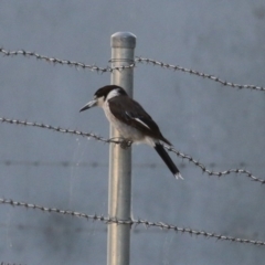 Cracticus torquatus at Hume, ACT - 14 Jan 2023