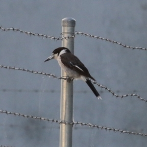 Cracticus torquatus at Hume, ACT - 14 Jan 2023 07:41 PM