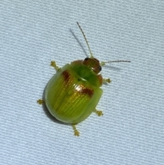 Paropsisterna simsoni (A leaf beetle) at Jerrabomberra, NSW - 14 Jan 2023 by SteveBorkowskis