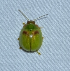 Paropsisterna simsoni at Jerrabomberra, NSW - suppressed