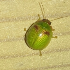 Paropsisterna simsoni at Jerrabomberra, NSW - suppressed