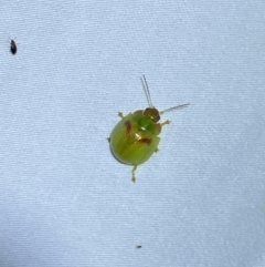 Paropsisterna simsoni at Jerrabomberra, NSW - suppressed