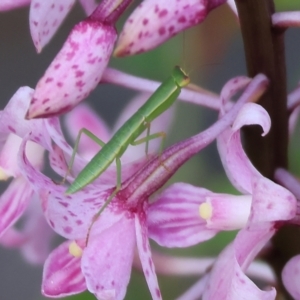 Orthodera ministralis at Pambula Beach, NSW - 2 Jan 2023 07:30 AM