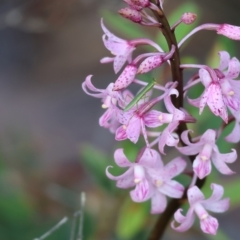 Dipodium roseum (Rosy Hyacinth Orchid) at Pambula Beach, NSW - 1 Jan 2023 by KylieWaldon