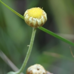 Coronidium sp. at Pambula Beach, NSW - 2 Jan 2023 by KylieWaldon
