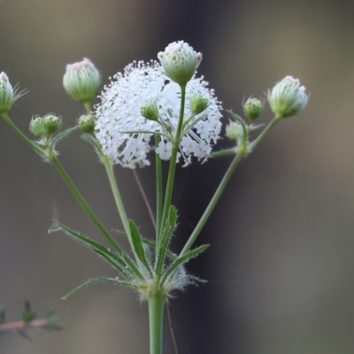 Trachymene composita var. composita at Pambula Beach, NSW - 2 Jan 2023 by KylieWaldon