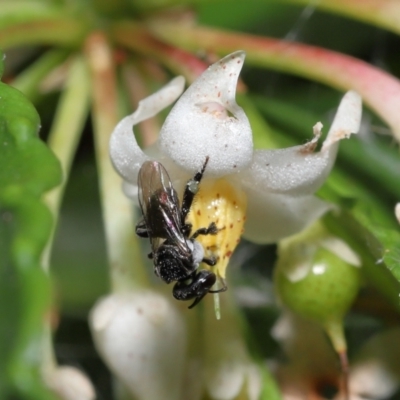 Unidentified Bee (Hymenoptera, Apiformes) by TimL