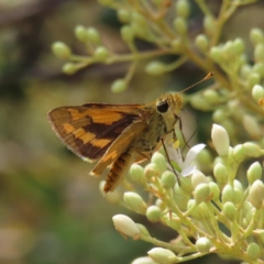 Ocybadistes walkeri (Green Grass-dart) at Greenway, ACT - 13 Jan 2023 by MatthewFrawley