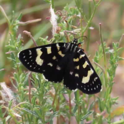 Phalaenoides tristifica (Willow-herb Day-moth) at Greenway, ACT - 14 Jan 2023 by MatthewFrawley
