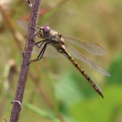 Hemicordulia tau (Tau Emerald) at Greenway, ACT - 13 Jan 2023 by MatthewFrawley