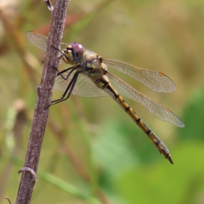 Hemicordulia tau (Tau Emerald) at Greenway, ACT - 13 Jan 2023 by MatthewFrawley