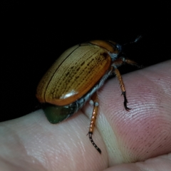 Anoplognathus brunnipennis (Green-tailed Christmas beetle) at Lake Burley Griffin Central/East - 14 Jan 2023 by MatthewFrawley