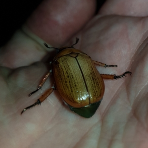 Anoplognathus brunnipennis at Barton, ACT - 14 Jan 2023