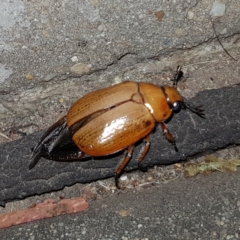 Anoplognathus brunnipennis at Barton, ACT - 14 Jan 2023