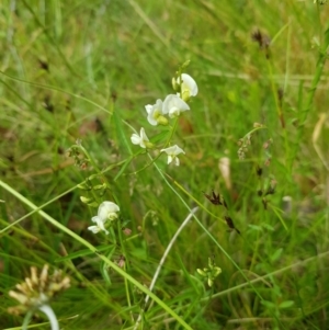 Glycine clandestina at Tinderry, NSW - suppressed
