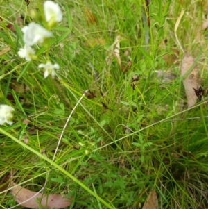 Glycine clandestina at Tinderry, NSW - suppressed