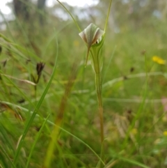 Diplodium decurvum (Summer greenhood) at Tinderry, NSW - 14 Jan 2023 by danswell