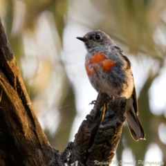 Petroica boodang (Scarlet Robin) at Throsby, ACT - 10 Jan 2023 by KorinneM