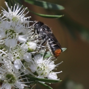 Megachile (Hackeriapis) oblonga at Cook, ACT - 7 Jan 2023 01:53 PM