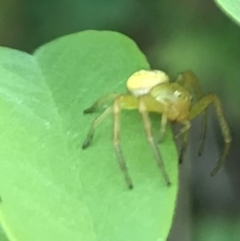 Lehtinelagia sp. (genus) (Flower Spider or Crab Spider) at Dunlop, ACT - 12 Jan 2023 by JR