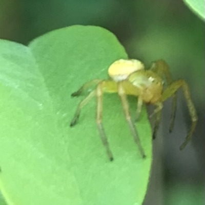 Lehtinelagia sp. (genus) (Flower Spider or Crab Spider) at Dunlop, ACT - 12 Jan 2023 by JR