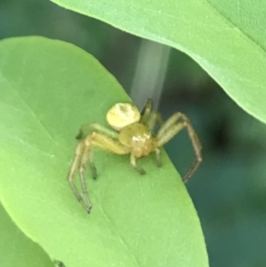 Lehtinelagia sp. (genus) at Dunlop, ACT - 12 Jan 2023