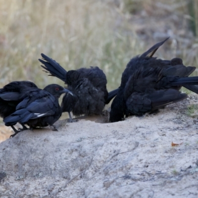 Corcorax melanorhamphos (White-winged Chough) at Forde, ACT - 10 Jan 2023 by KorinneM